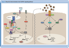 Figure 3: Many SLE risk loci function in the TLR/IFN-I signaling pathway.