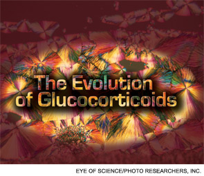 The Evolution of Glucocorticoids