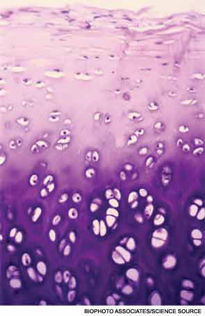 Light micrograph showing hyaline cartilage in section.
