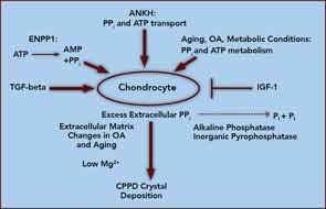 Dysregulated PPi metabolism