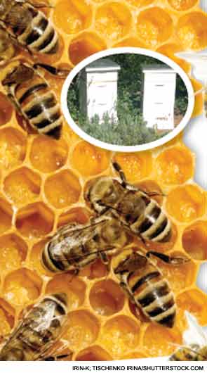 Rheum After 5: Physician Turns Beekeeper