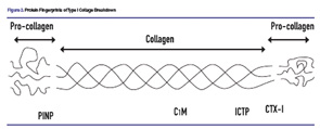 Protein Fingerprints of Type I Collage Breakdown