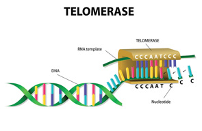 Telomeres & the Aging Immune System