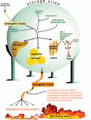 Figure 1: Neuroendocrine mechanisms of energy storage and energy provision.