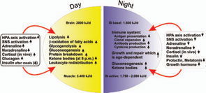 Figure 2: Circadian use of energy-rich substrates by different consumers.