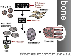 Figure 1: Osteoclast formation in the joint.