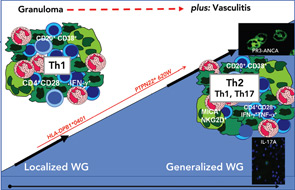 Figure 3: Schematic overview focusing on different aspects of T cell involvement in WG.