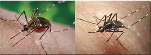 Figure 2: Aedes aegypti and Aedes albopictus mosquitoes transmit Chikungunya virus to people. These types of mosquitoes are found throughout the world.