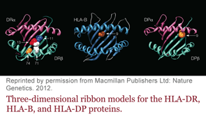 Three-dimensional ribbon models for the HLA-DR, HLA-B, and HLA-DP proteins.