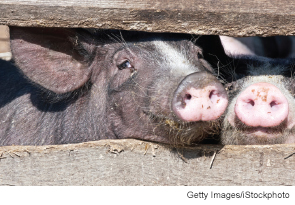 Our patient worked with pigs, an important clue to the eventual diagnosis.