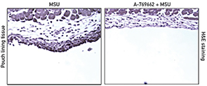 Figure 2: A-769662 inhibited MSU crystal-induced inflammatory responses in wild-type mice.